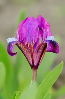 Iris species (Iris pumila)
