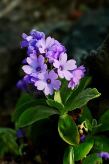 Silver-edged primrose (Primula marginata)