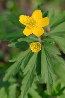 Yellow Anemone