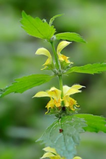 Yellow Archangel