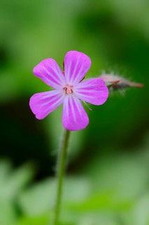 Herb Robert