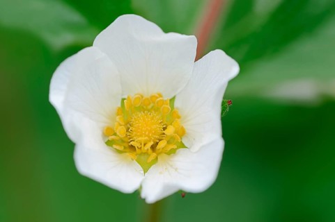 Rock Cinquefoil (Potentilla rupestris)
