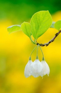 Mountain Silverbell (Halesia monticola)