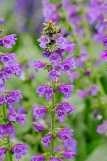 Dragonmouth or Pyrenean Dead-nettle (Horminum pyrenaicum)