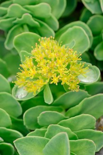 Rhodiola or Golden Root (Rhodiola rosea)