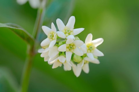 White Swallowwort (Vincetoxicum hirundinaria