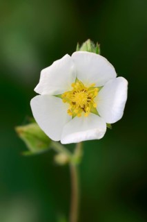 Rock Cinquefoil (Potentilla rupestris)