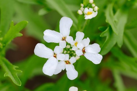 Bitter Candytuft or Rocket Candytuft (Iberis amara)