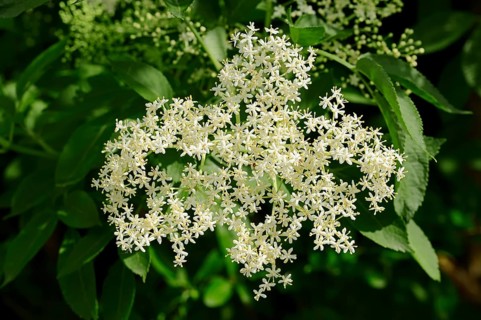 Elder