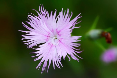 Fringed Pink