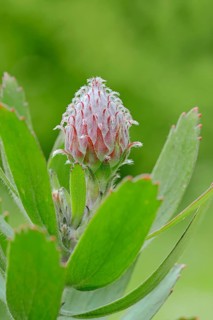 Protea or Pincushion plant