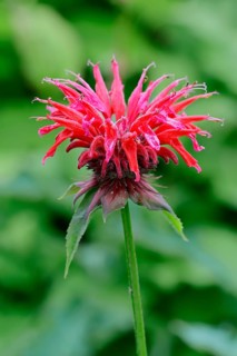 Wild bergamot or Bee Balm (Monarda fistulosa