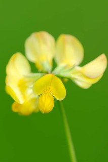 Bird's-foot Trefoil or Birdfoot Deervetch (Lotus corniculatus)