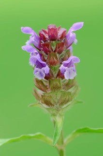 Self-heal (Prunella vulgaris