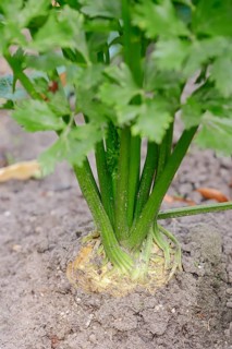 Celeriac
