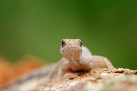 Florida Bark Anole (Anolis distichus floridanus)