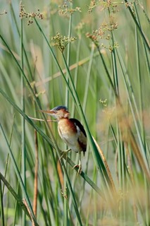 Least Bittern (Ixobrychus exilis)