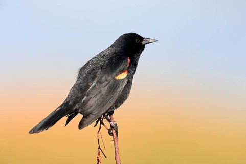 Red-winged Blackbird (Agelaius phoeniceus)