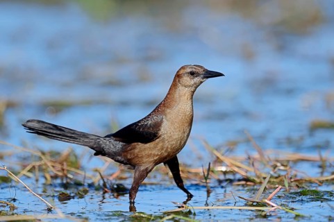 Boat-tailed Grackle (Quiscalus major)