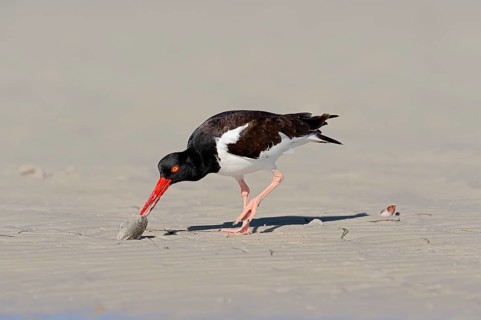 American Oystercatcher or American Pied Oystercatcher (Haematopus palliatus) eating a shellfish