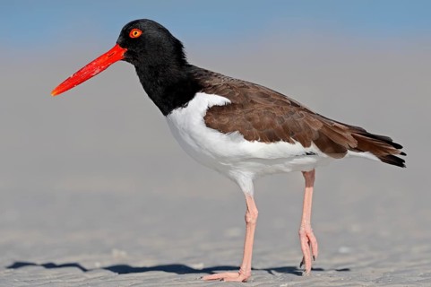 American Oystercatcher or American Pied Oystercatcher (Haematopus palliatus)