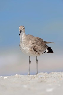 Willet (Tringa semipalmata