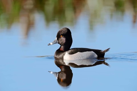 Ring-necked Duck (Aythya collaris)