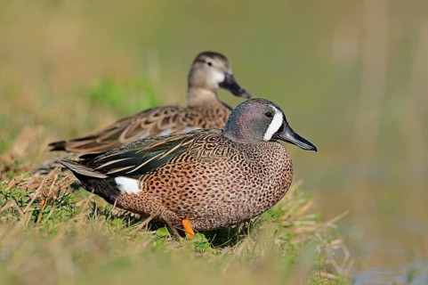 Blue-winged Teal (Anas discors) pair on the shore