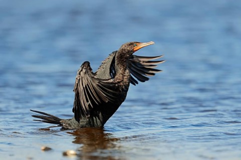 Double-crested Cormorant (Phalacrocorax auritus)