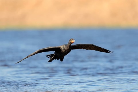 Double-crested Cormorant (Phalacrocorax auritus)