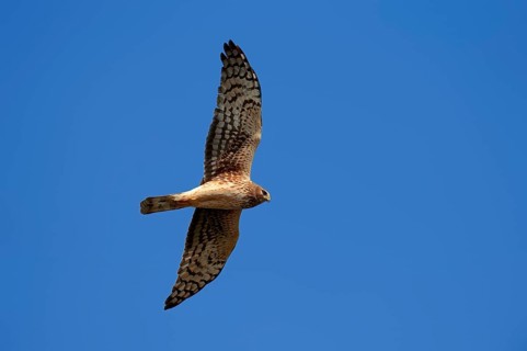 Hen Harrier or Northern Harrier  (Circus hudsonius