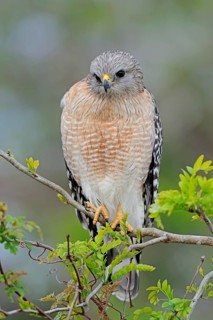 Red-shouldered Hawk (Buteo lineatus)