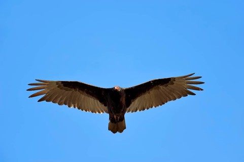 Turkey Vulture or Turkey Buzzard (Cathartes aura) in flight