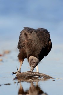 Black Vulture (Coragyps atratus) eating fish in water