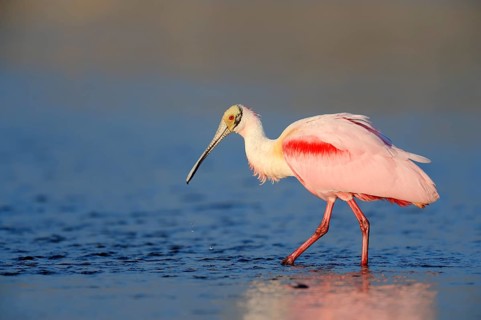 Roseate Spoonbill (Ajaja ajaja