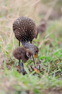 Limpkin (Aramus guarauna pictus) with a chick and a shell