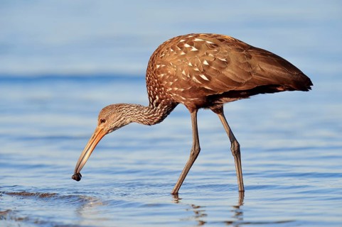 Limpkin (Aramus guarauna pictus) with a captured snail
