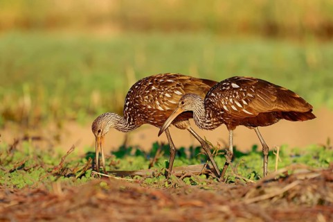 Limpkins (Aramus guarauna pictus)