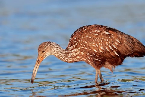 Limpkin (Aramus guarauna pictus) in search of food