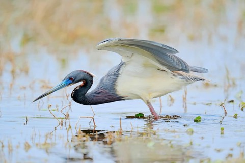 Tricoloured Heron (Egretta tricolor)