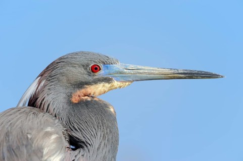 Tricoloured Heron (Egretta tricolor)