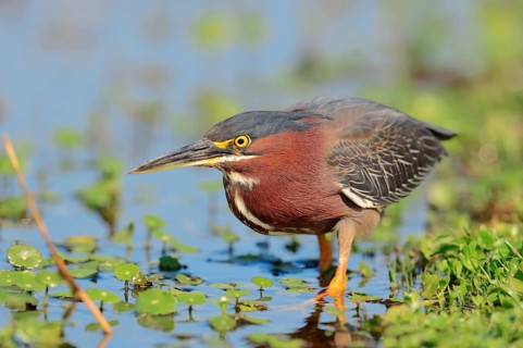 Green Heron (Butorides striatus virescens