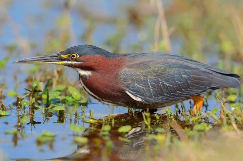 Green Heron (Butorides striatus virescens