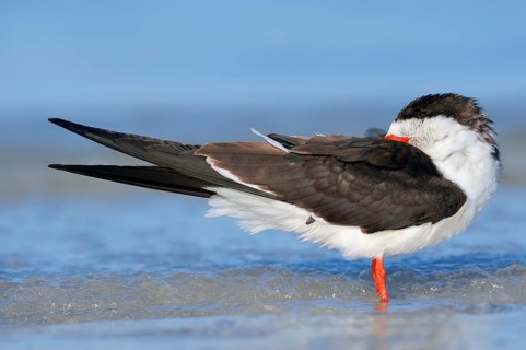 Black Skimmer (Rynchops niger) resting on the beach