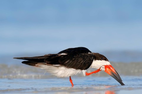 Black Skimmer (Rynchops niger) scratching itself