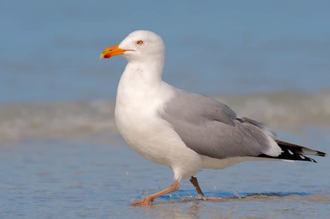 American Herring Gull or Smithsonian Gull (Larus smithsonianus)