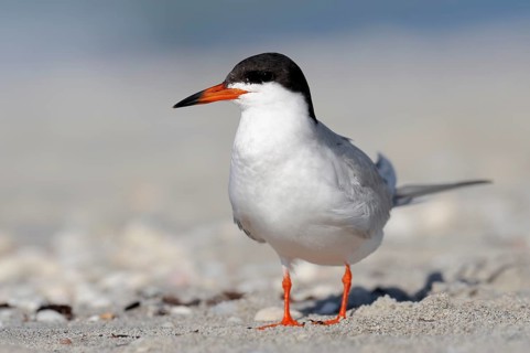 Forster's Tern (Sterna forsteri) on the beach