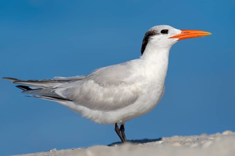 Royal Tern (Sterna maxima