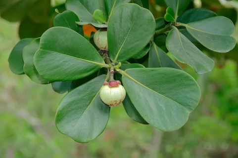 Autograph Tree