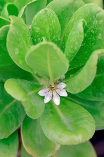 Fan-Flower